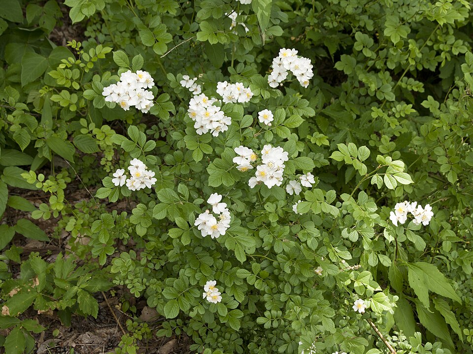 Multiflora Rose photo 7
