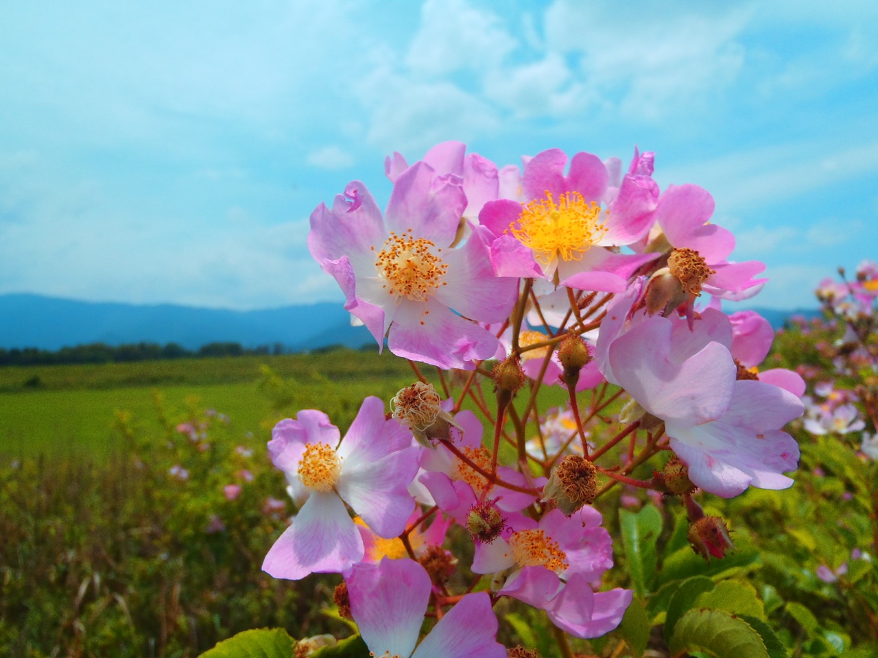 Multiflora Rose photo 8