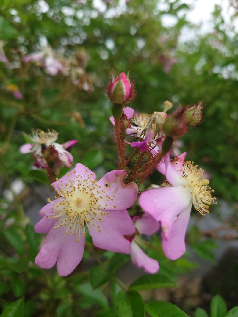 Rosa multiflora var. adenochaeta photo 2