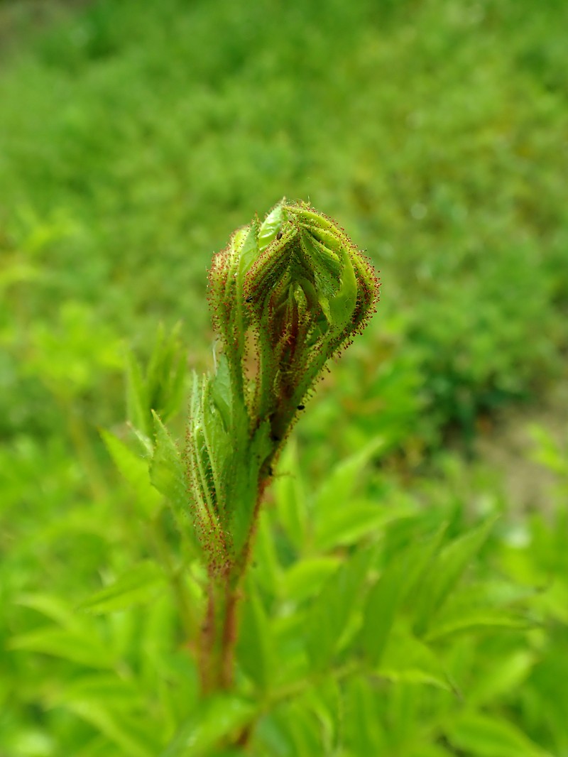 Rosa multiflora var. adenochaeta