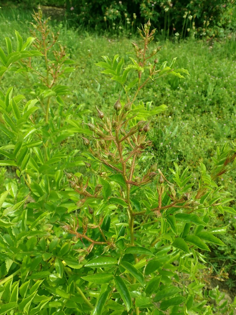 Rosa multiflora var. adenochaeta photo 3