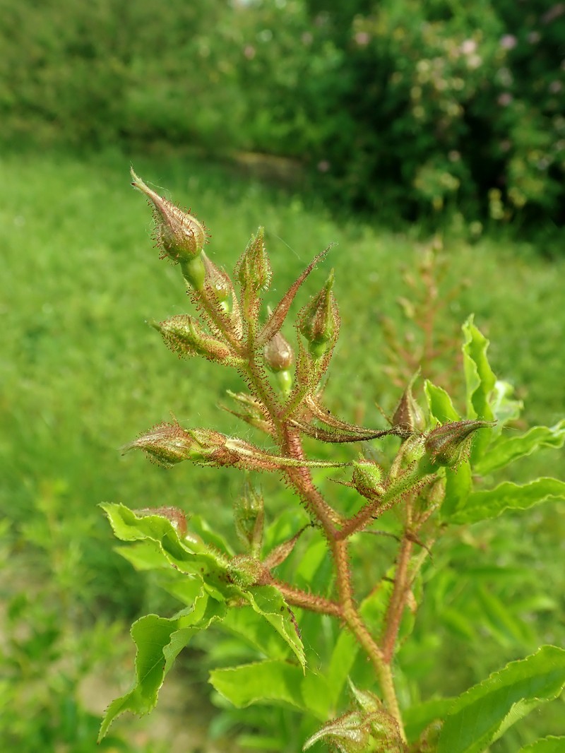 Rosa multiflora var. adenochaeta photo 4