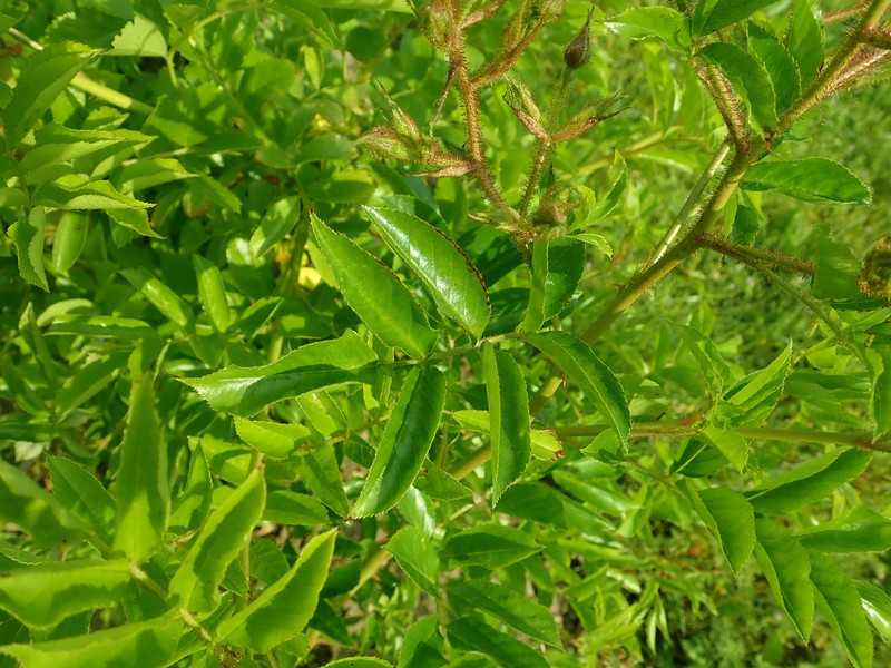 Rosa multiflora var. adenochaeta photo 5