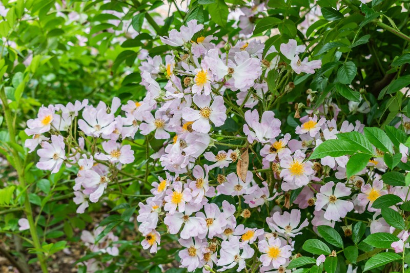 Rosa multiflora var. adenochaeta photo 6