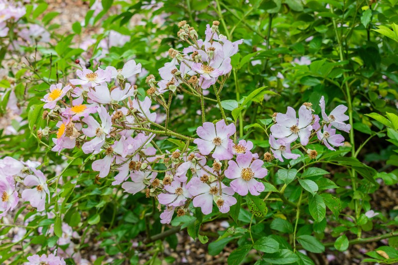 Rosa multiflora var. adenochaeta photo 7