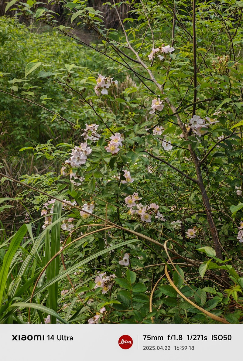 Rosa multiflora var. cathayensis