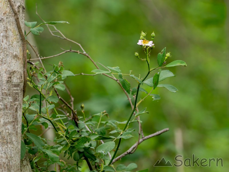 Rosa multiflora var. cathayensis photo 2