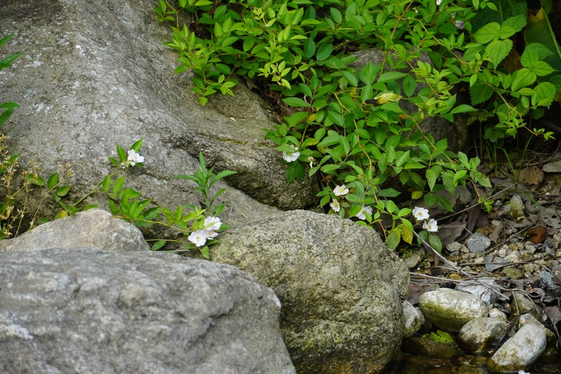 Rosa multiflora var. cathayensis photo 3