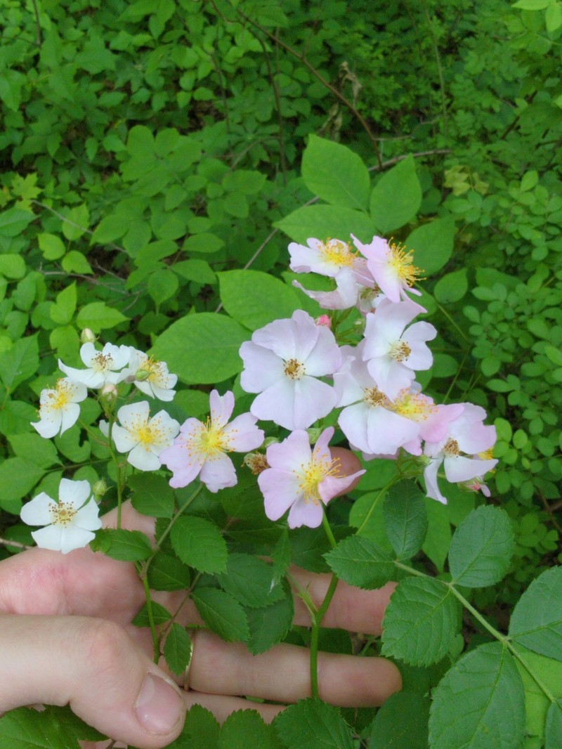 Rosa multiflora var. cathayensis photo 4