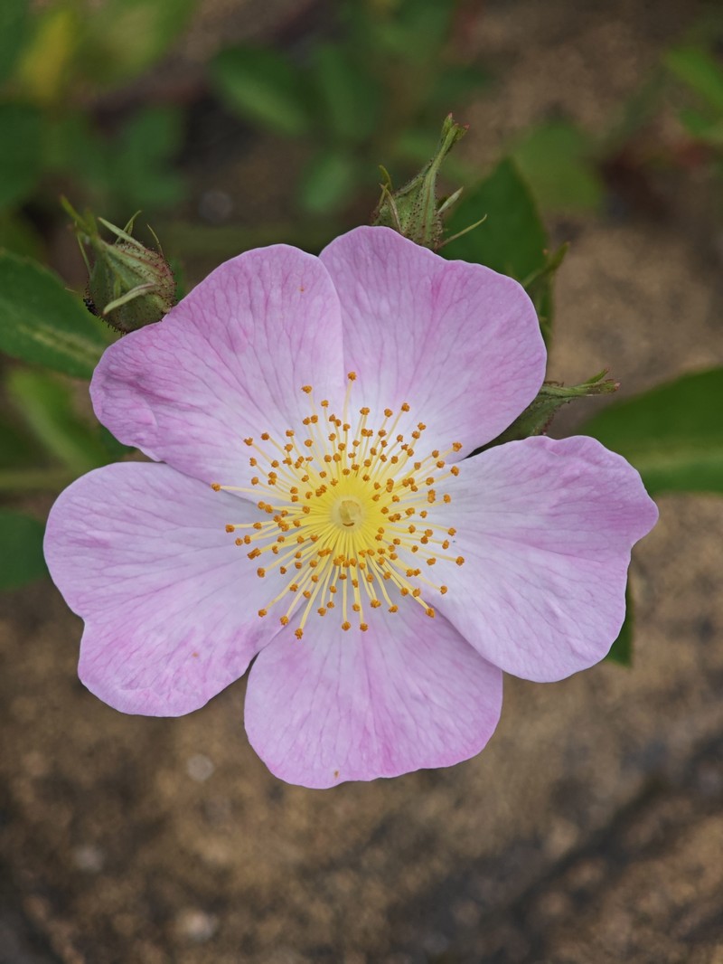 Rosa multiflora var. cathayensis photo 5