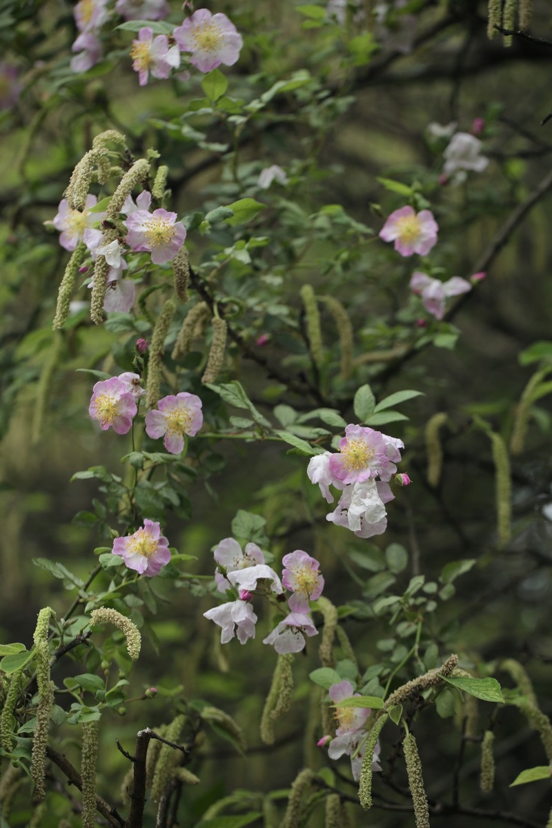 Rosa multiflora var. cathayensis photo 6
