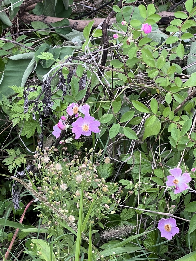 Rosa multiflora var. cathayensis photo 7