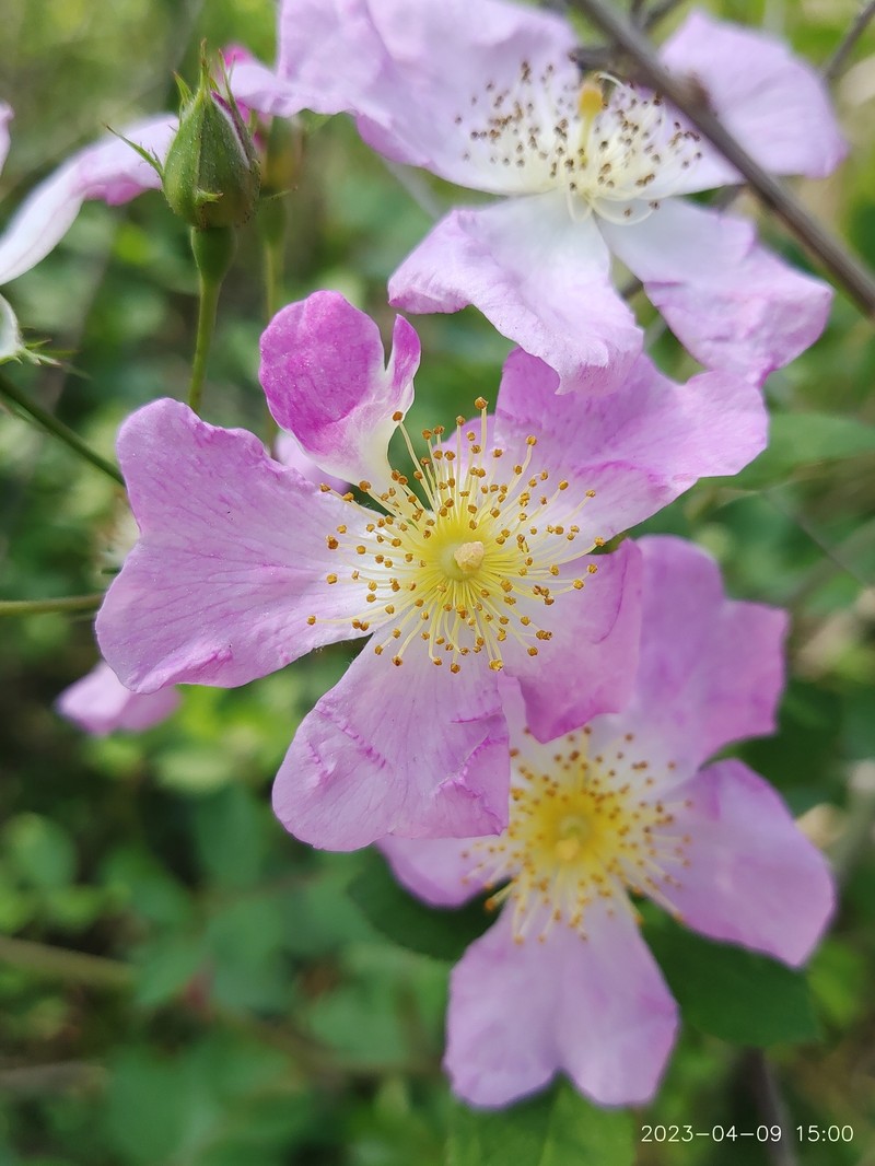 Rosa multiflora var. cathayensis photo 8