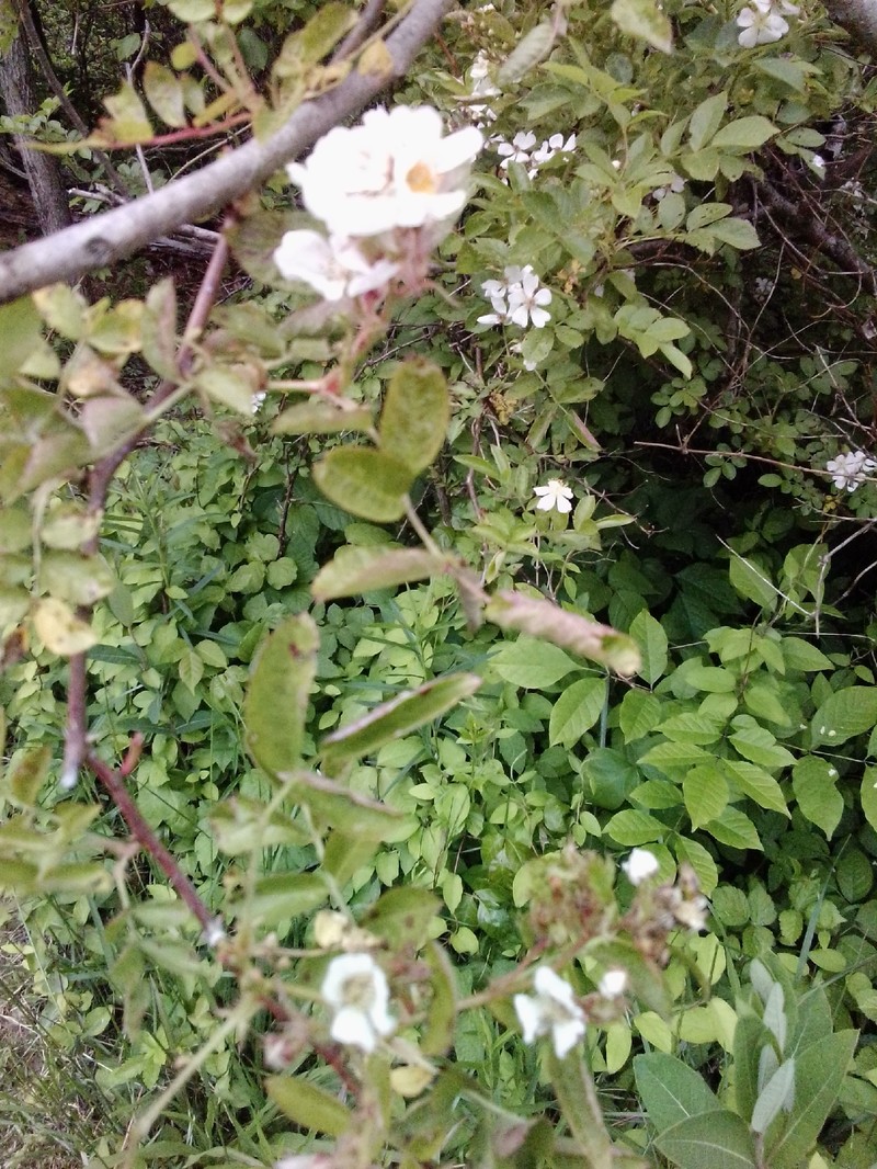 Rosa multiflora var. multiflora photo 2