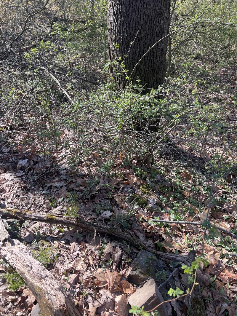 Rosa multiflora var. multiflora photo 3