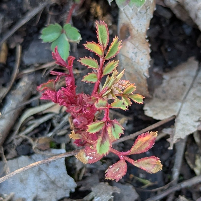 Rosa multiflora var. multiflora photo 4