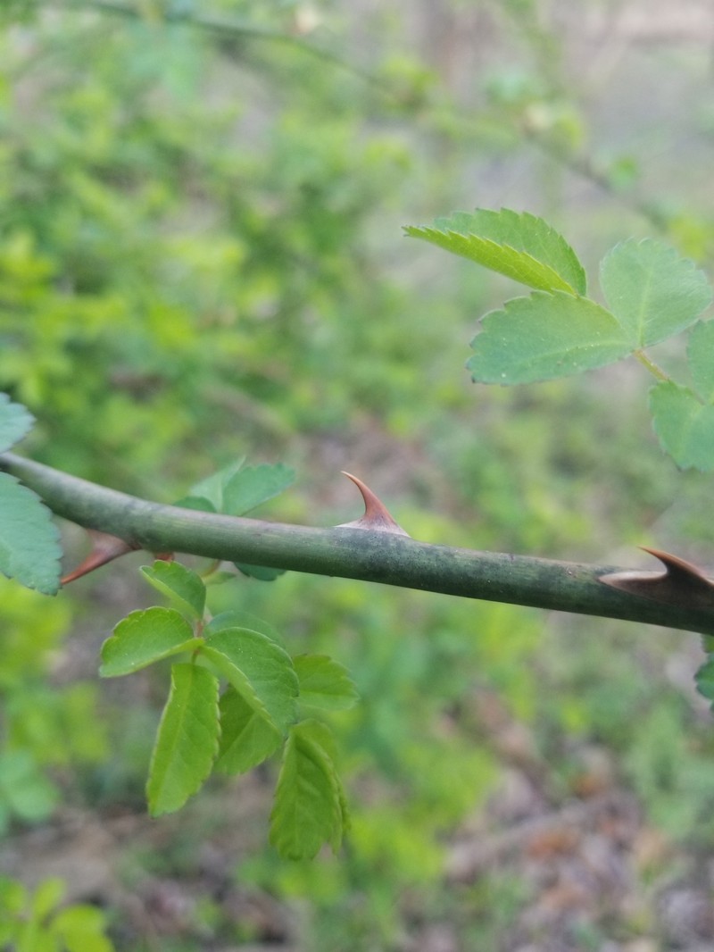 Rosa multiflora var. multiflora photo 5
