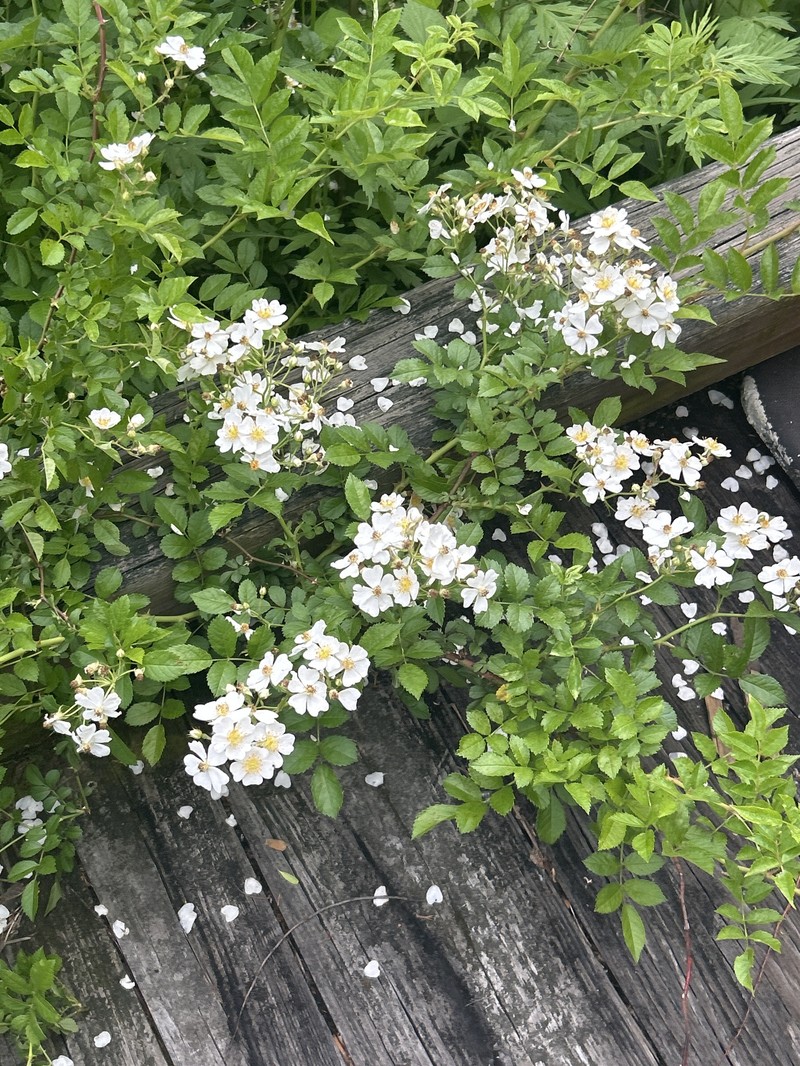 Rosa multiflora var. multiflora photo 6