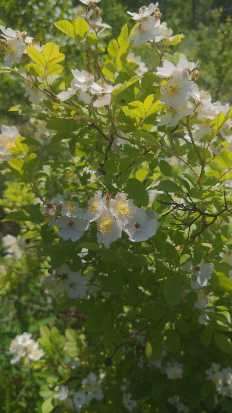 Rosa multiflora var. multiflora photo 7
