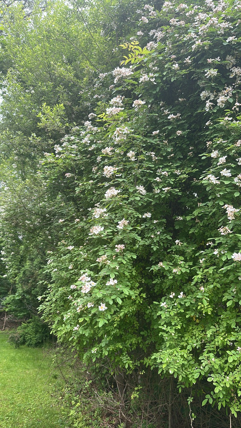 Rosa multiflora var. multiflora photo 8