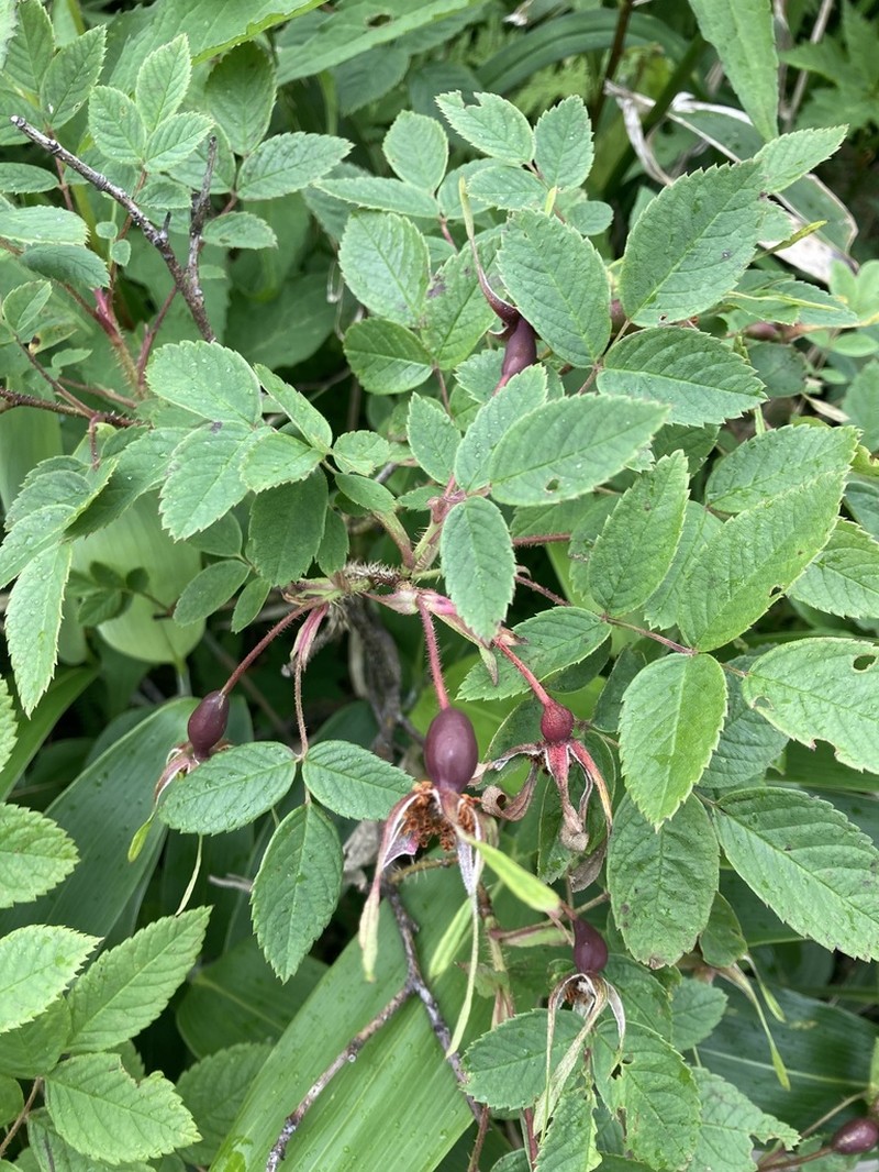 Rosa nipponensis