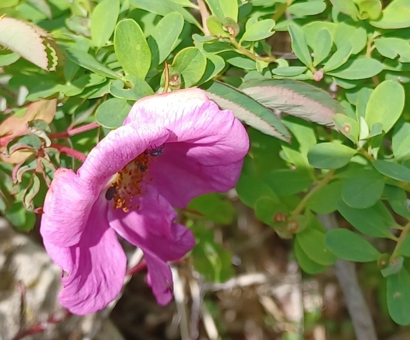 Rosa nipponensis photo 2