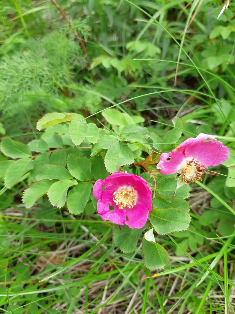 Rosa nipponensis photo 3