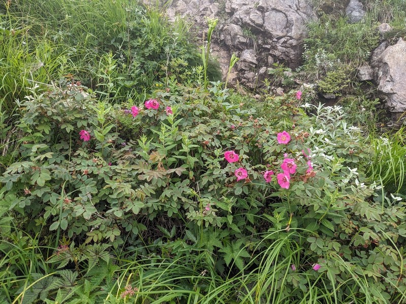 Rosa nipponensis photo 4