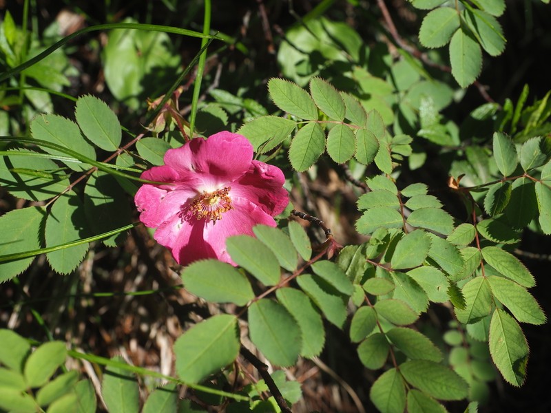 Rosa nipponensis photo 5