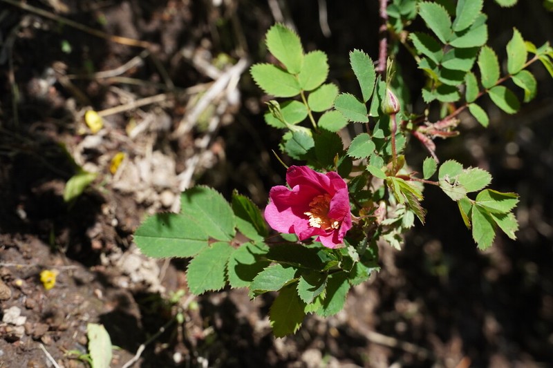 Rosa nipponensis photo 6