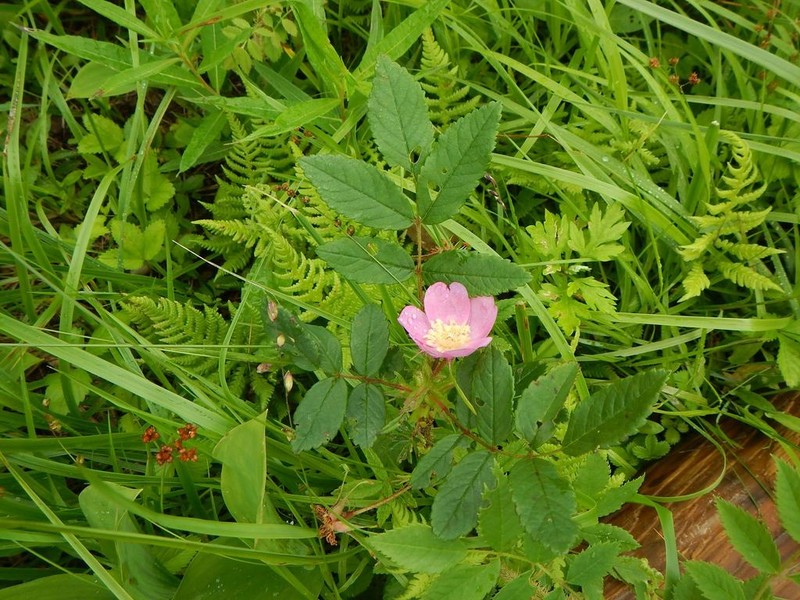 Rosa nipponensis photo 7