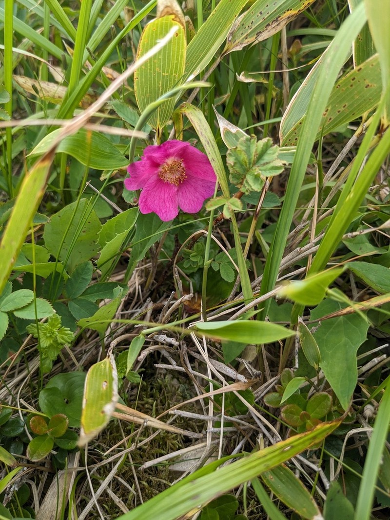 Rosa nipponensis photo 8