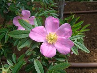 Shining Rose