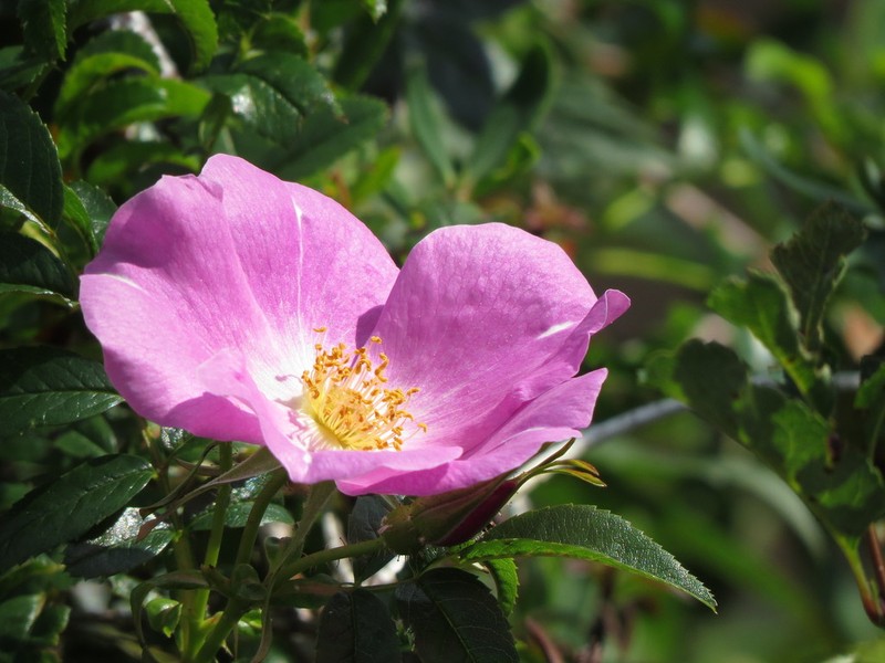 Shining Rose photo 2
