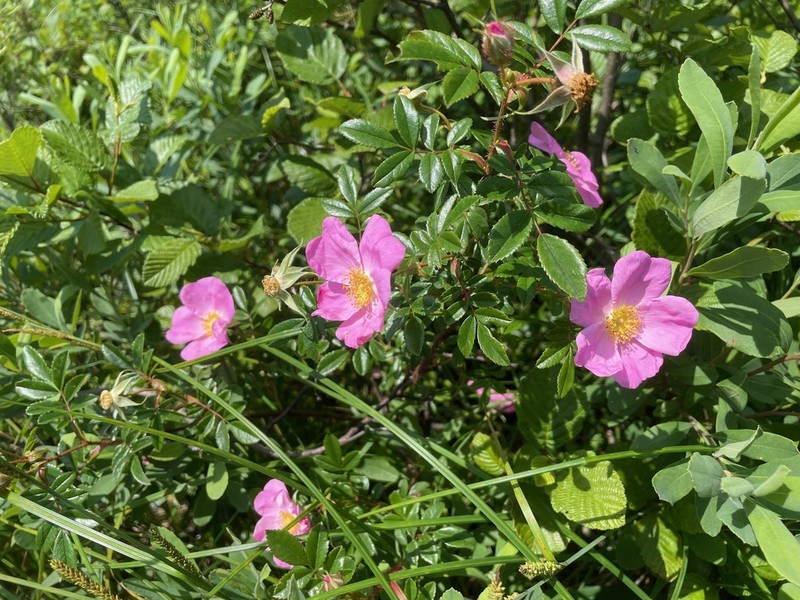 Shining Rose photo 5