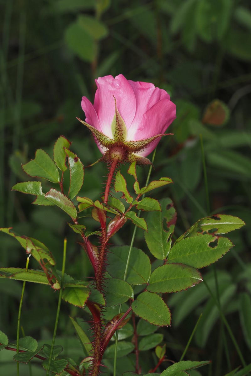 Shining Rose photo 6