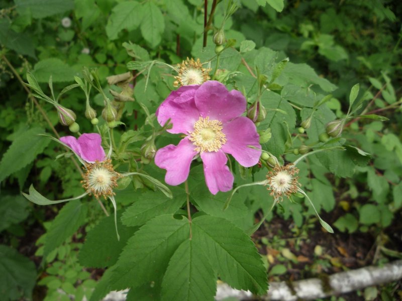 Nootka Rose photo 5