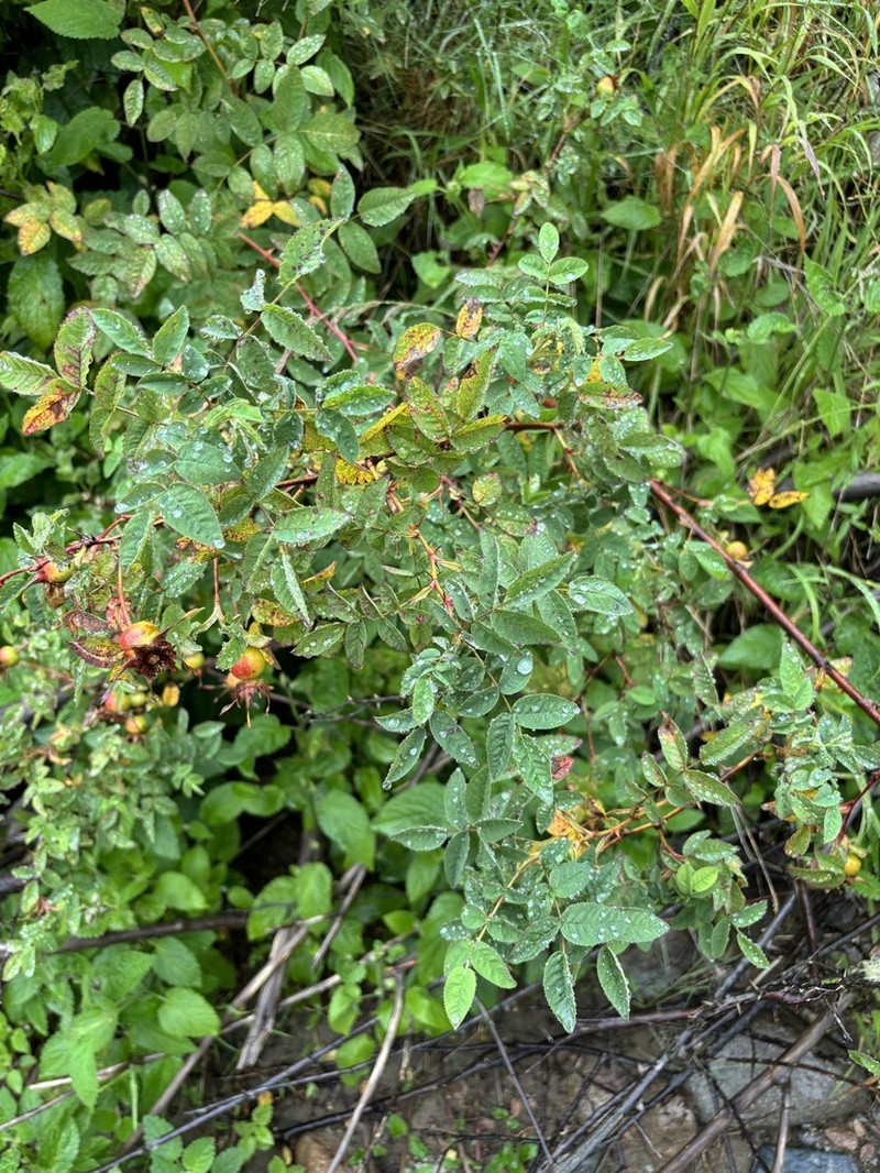 Nootka Rose photo 3
