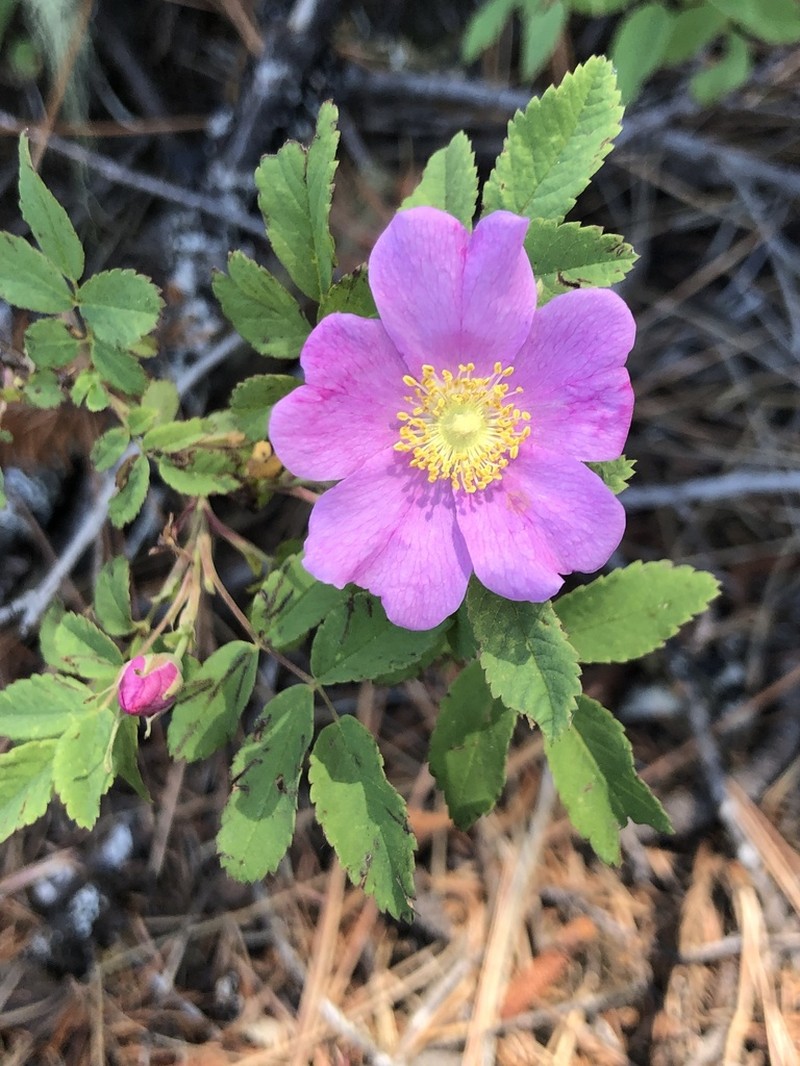 Nootka Rose photo 4