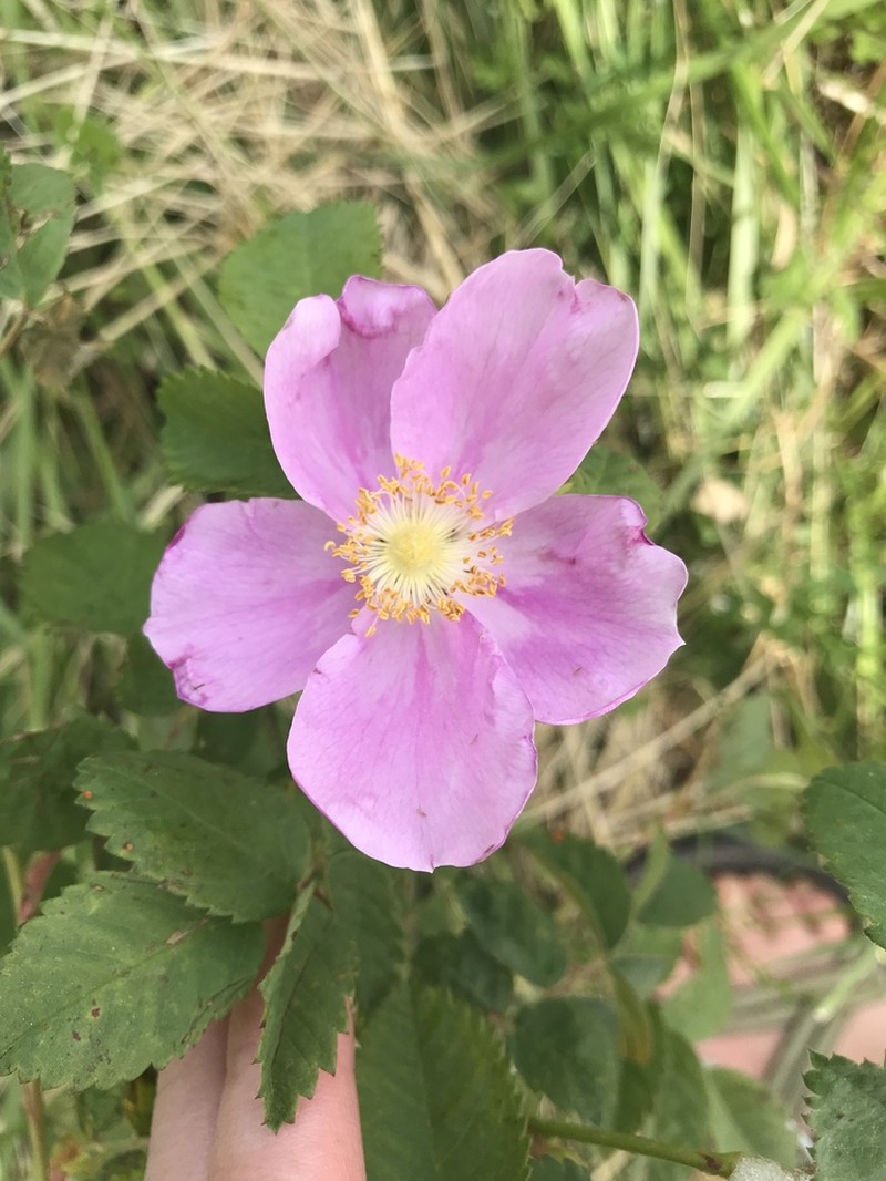 Nootka Rose photo 5