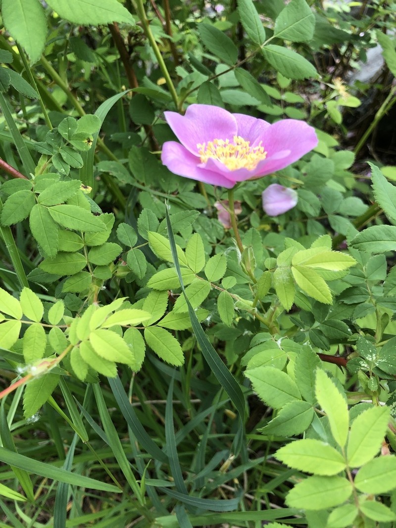 Nootka Rose photo 6