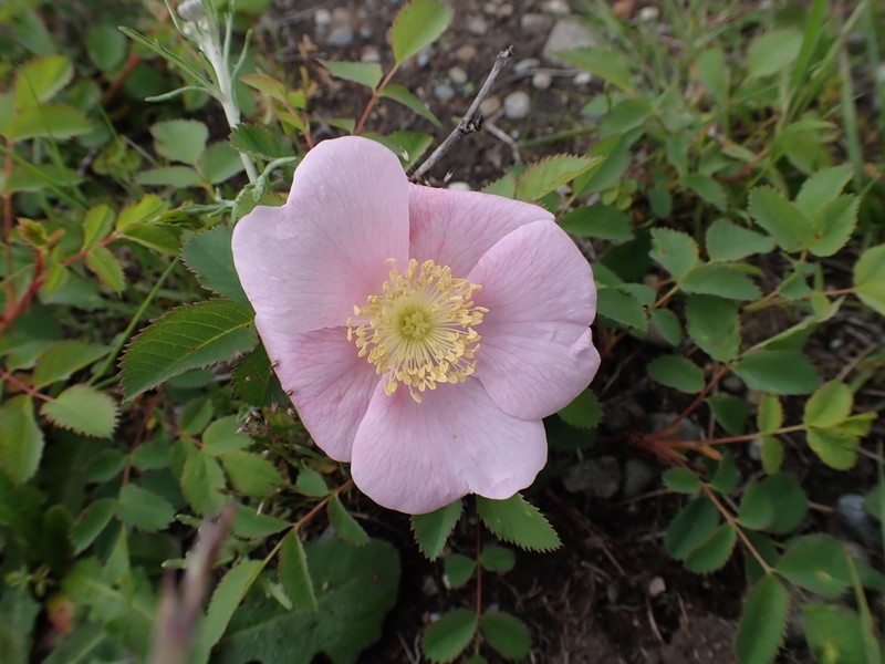 Nootka Rose photo 7