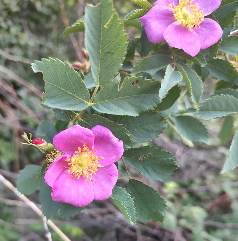 Rosa nutkana subsp. macdougalii