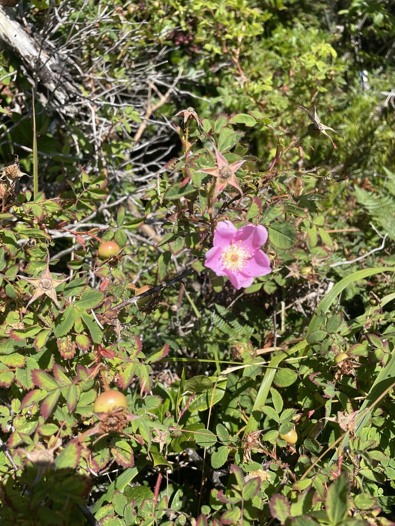 Rosa nutkana subsp. macdougalii photo 2
