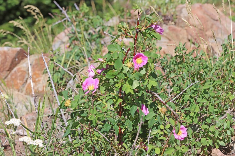 Rosa nutkana subsp. macdougalii photo 3