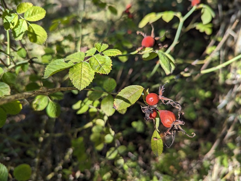 Rosa nutkana subsp. macdougalii photo 5