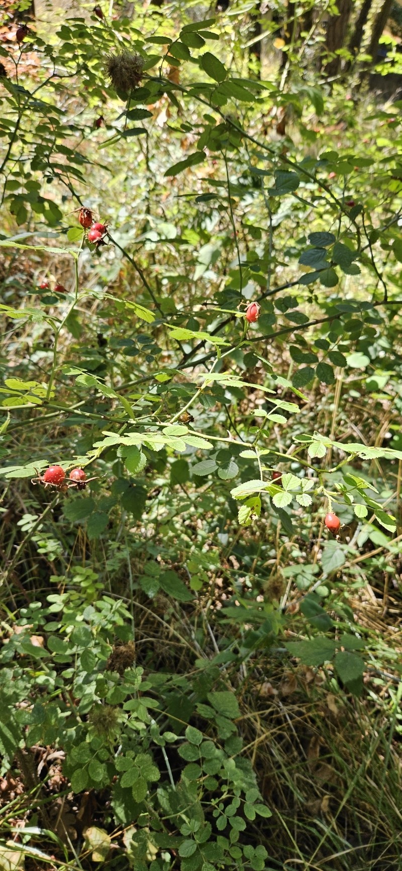 Rosa nutkana subsp. macdougalii photo 6