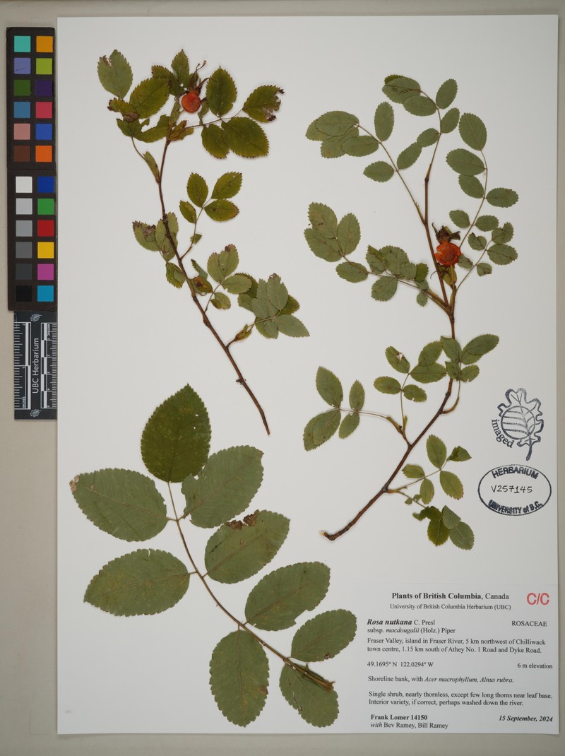 Rosa nutkana subsp. macdougalii photo 7