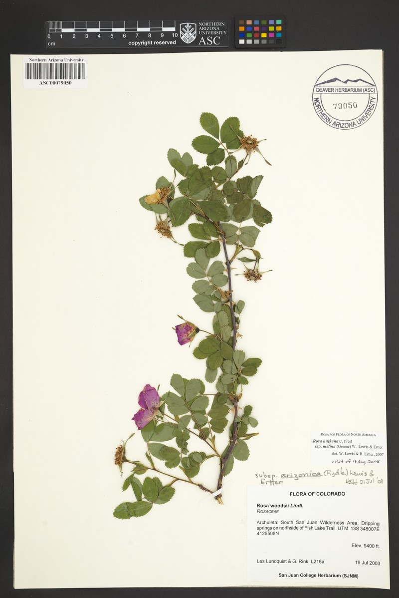 Rosa nutkana subsp. melina photo 5
