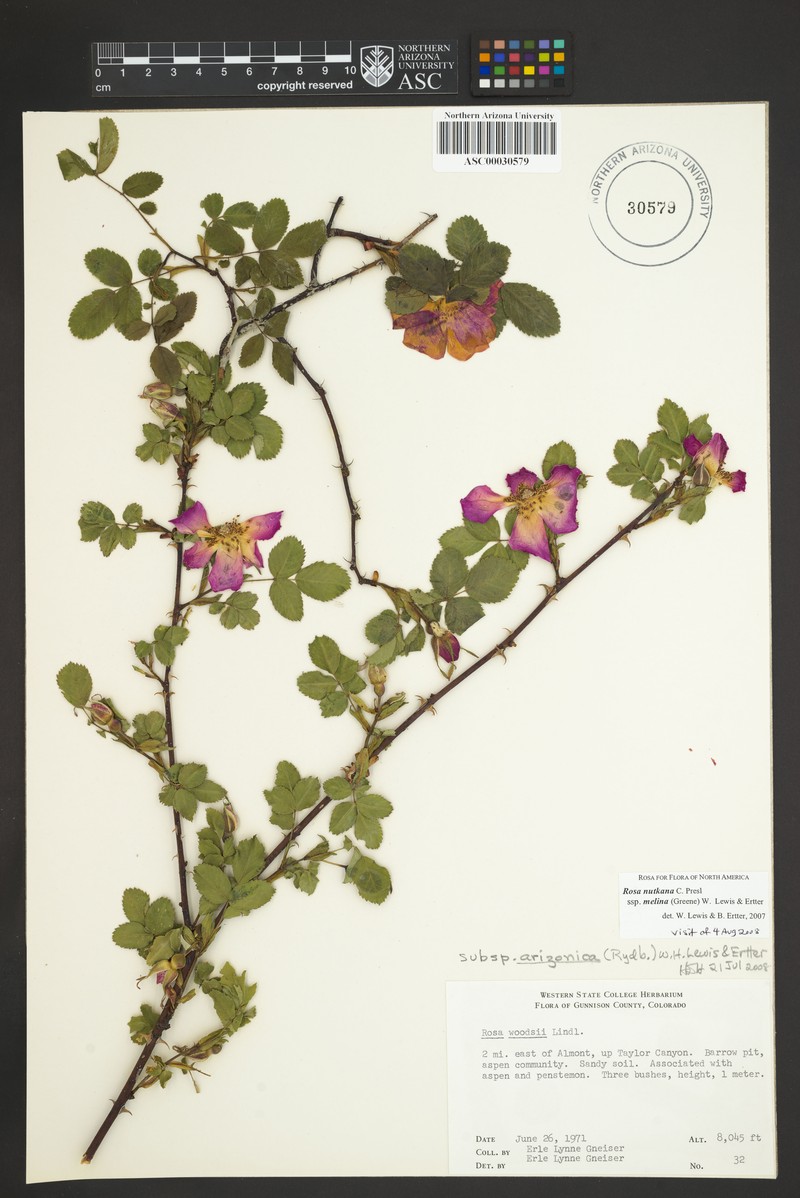 Rosa nutkana subsp. melina photo 6